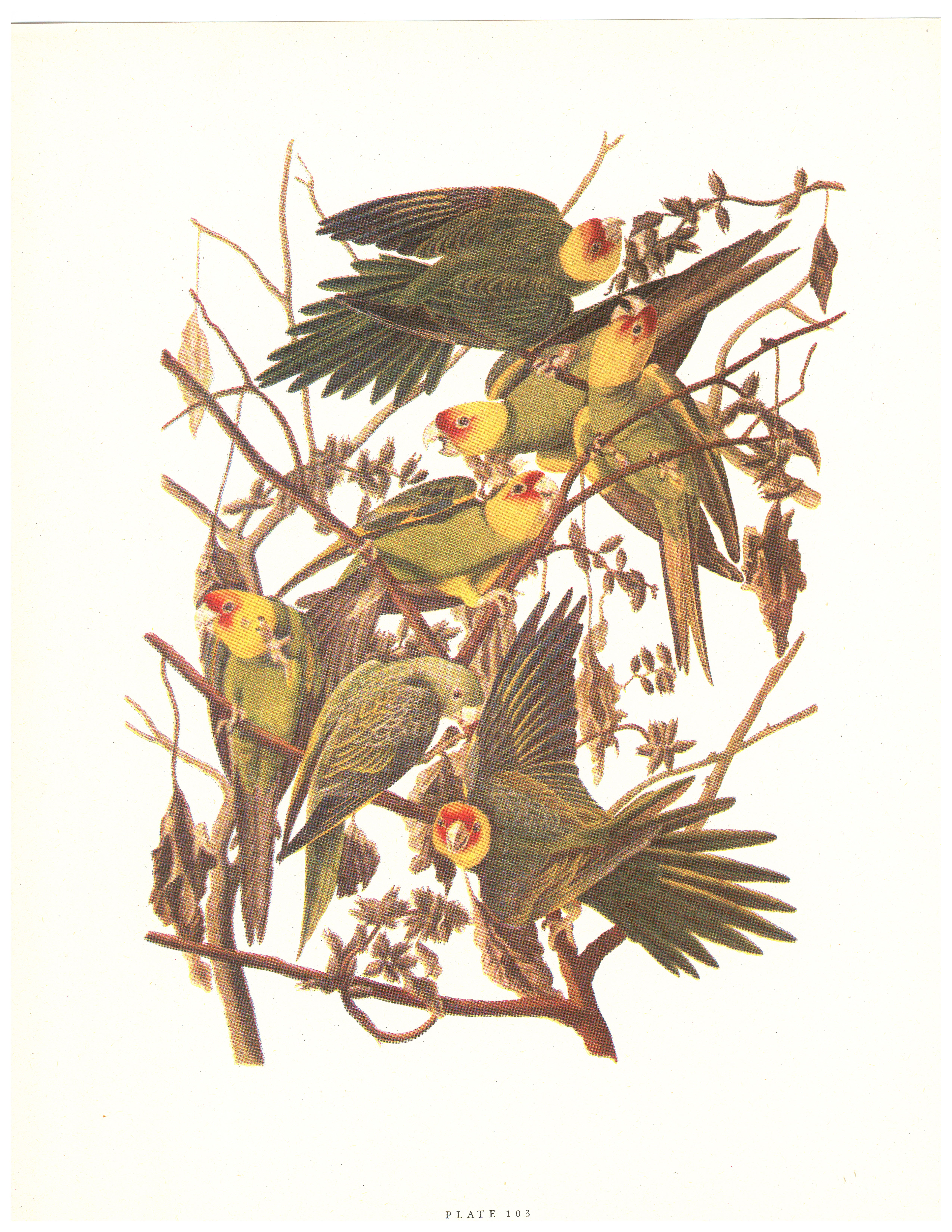 Bird Print - Plate 103