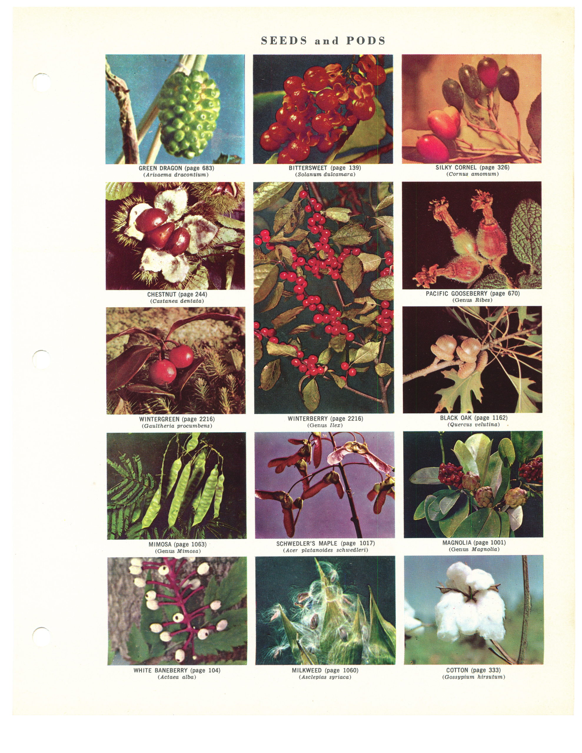 1957 New Century Dictionary Page - Plant Seeds and Pods