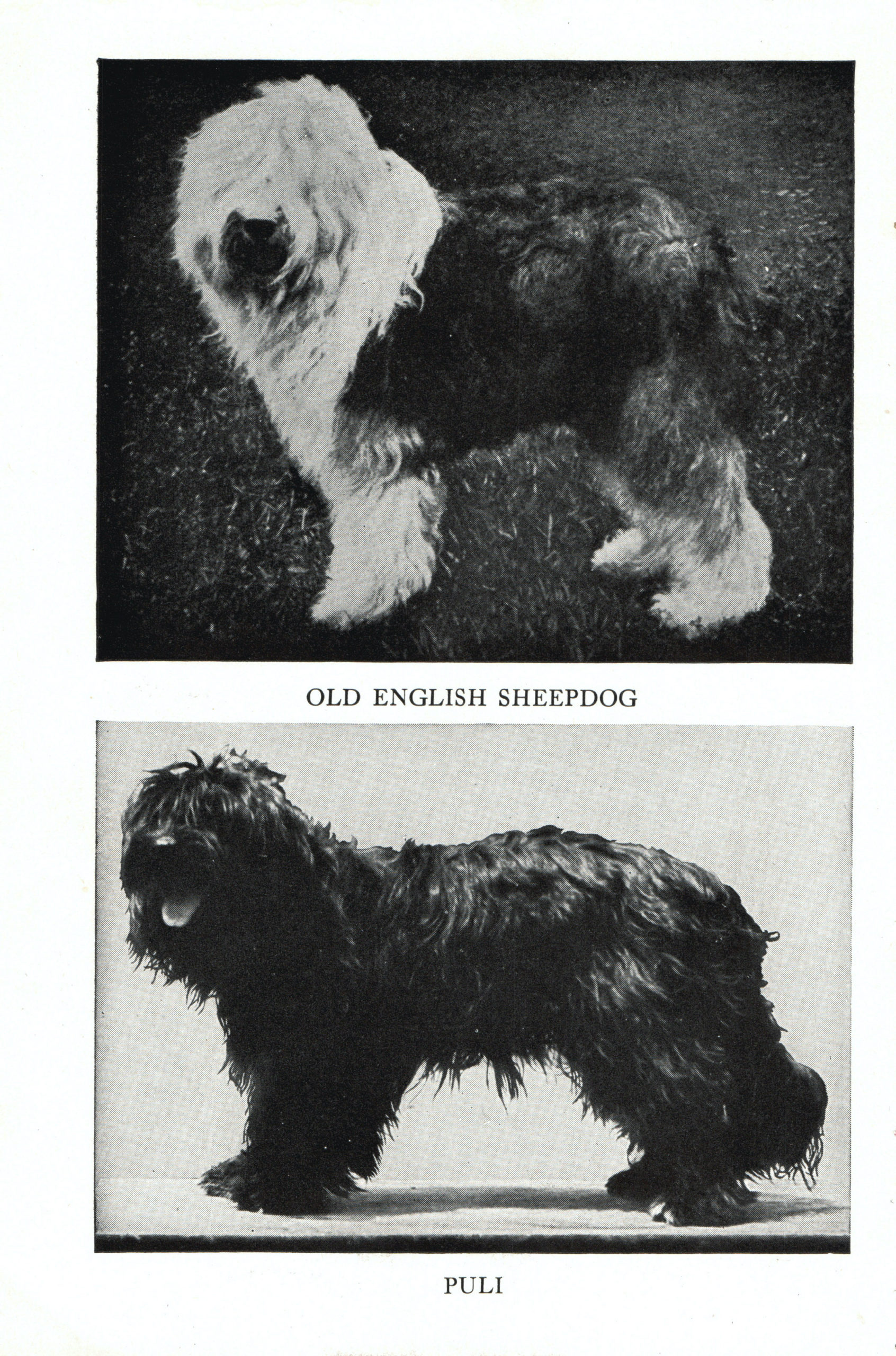 1947 Complete Dog - Old English Sheepdog and Puli on one side and Mastiff and...