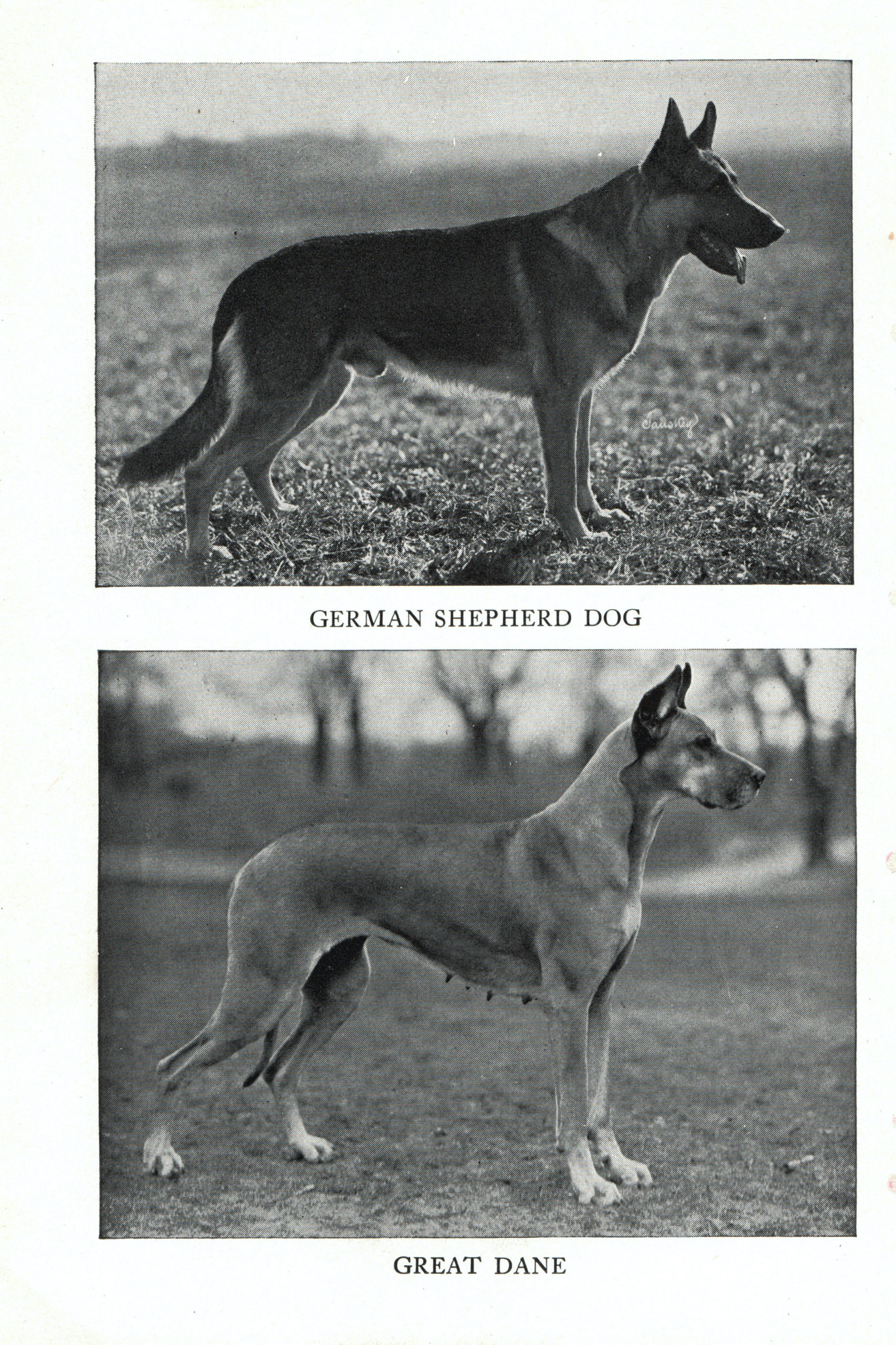 1947 Complete Dog - German Shepherd and Great Dane on one side and Doberman P...