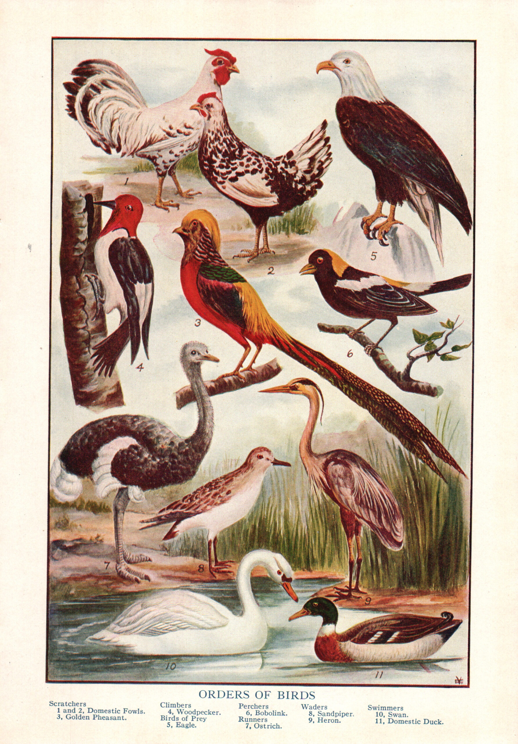 1937 Orders of Birds