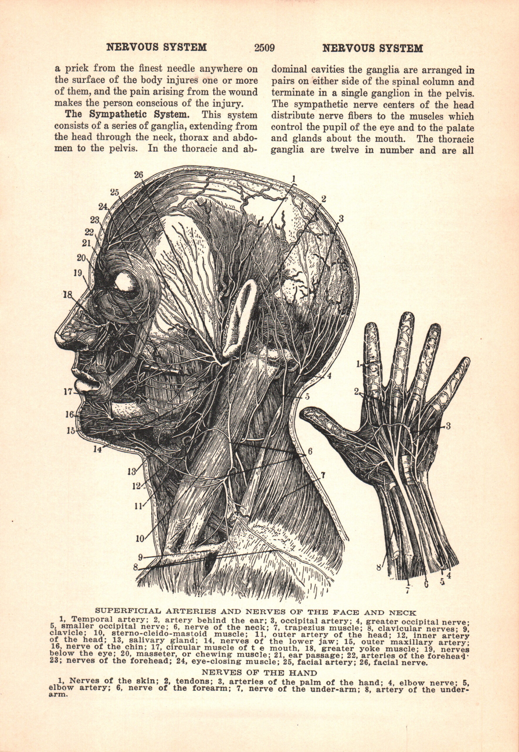 1937 Nervous System