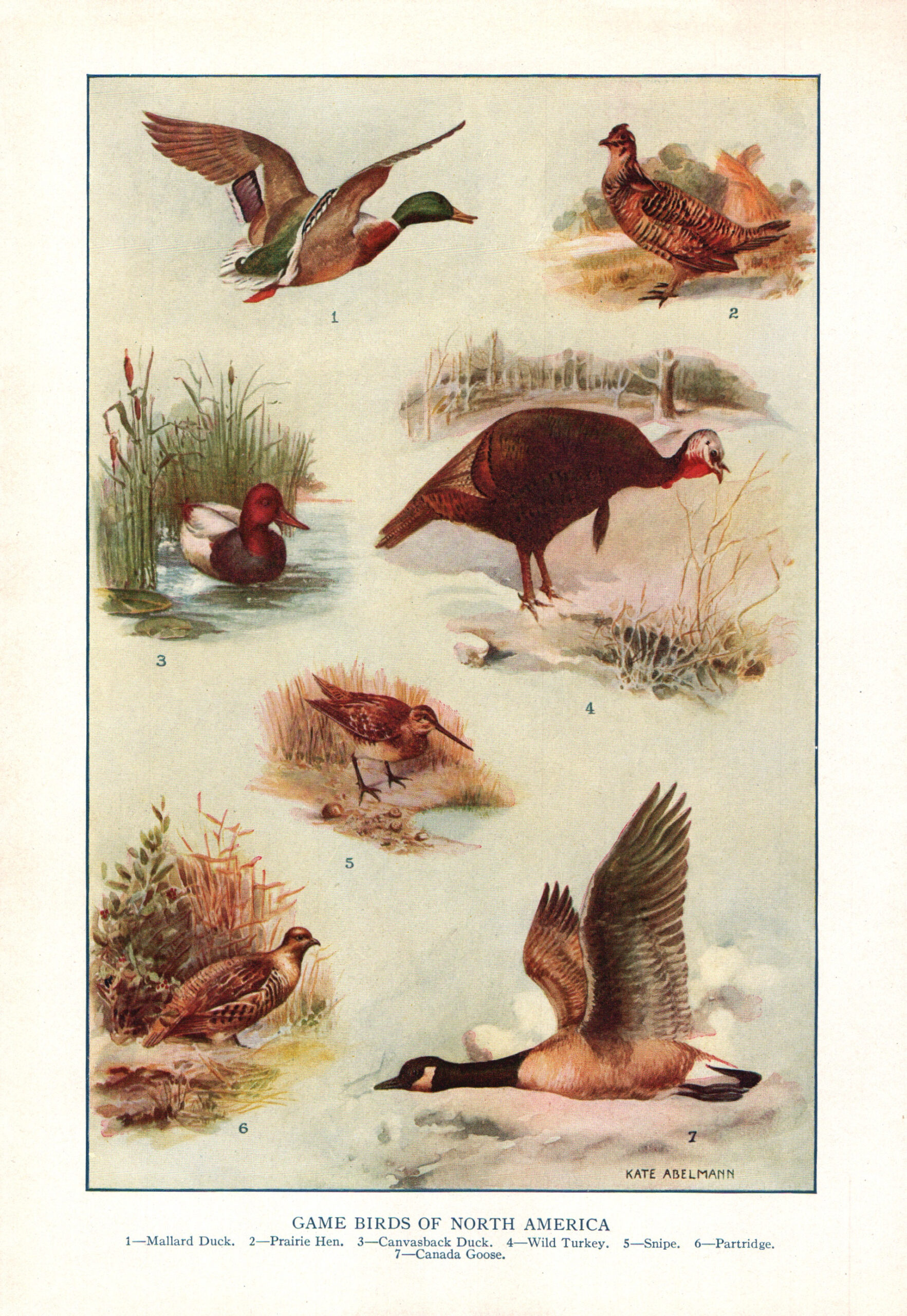 1937 Game Birds of North America